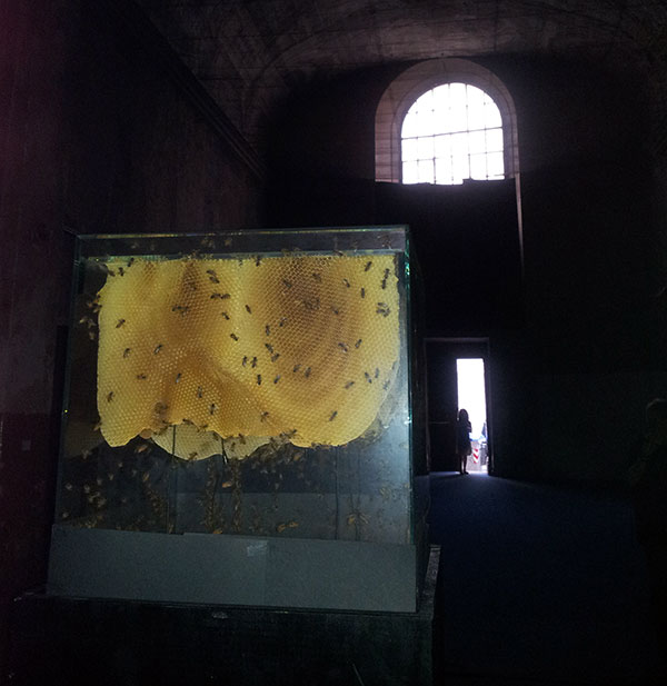 bees in ex Chiesa di San Cralo dei Barnabiti